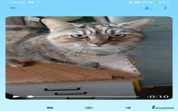 Europeo gatti in regalo: GATTINA IN REGALO - Immagine 6