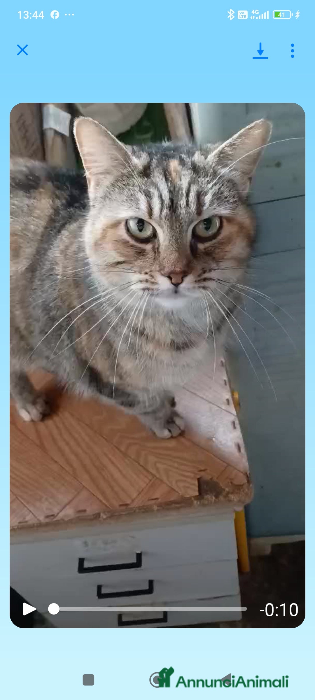 Europeo gatti in regalo: GATTINA IN REGALO - Immagine 6