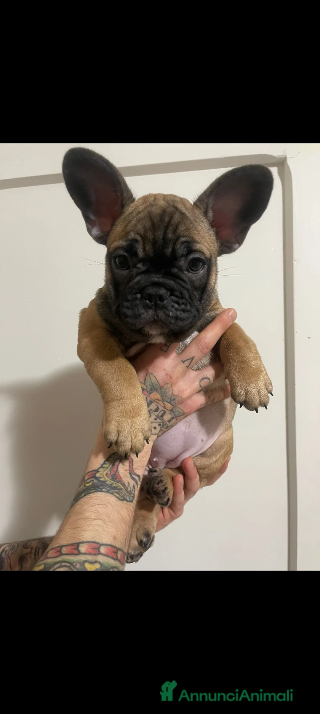 Bulldog Francese cani in vendita: Cuccioli  - Annuncio 2