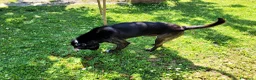 Meticcio cani in regalo: Cucciolotto Leo cerca affetto - Annuncio 5