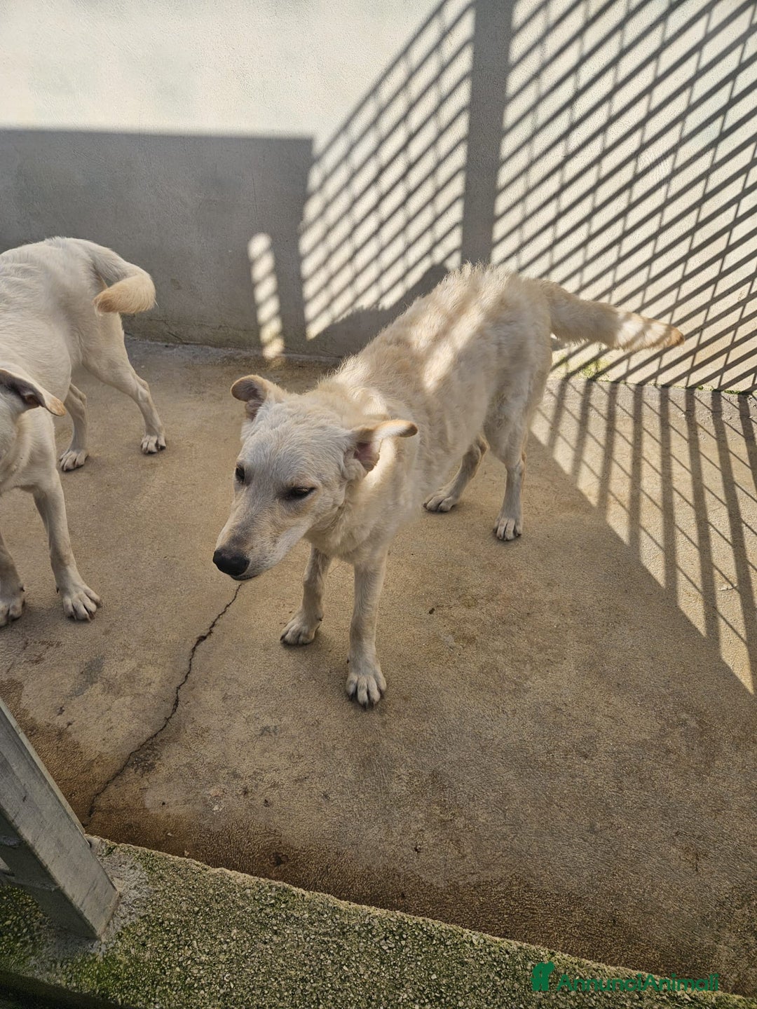 Meticcio cani in regalo: Micky: 1 anno, socievole ed equilibrata  - Annuncio 4