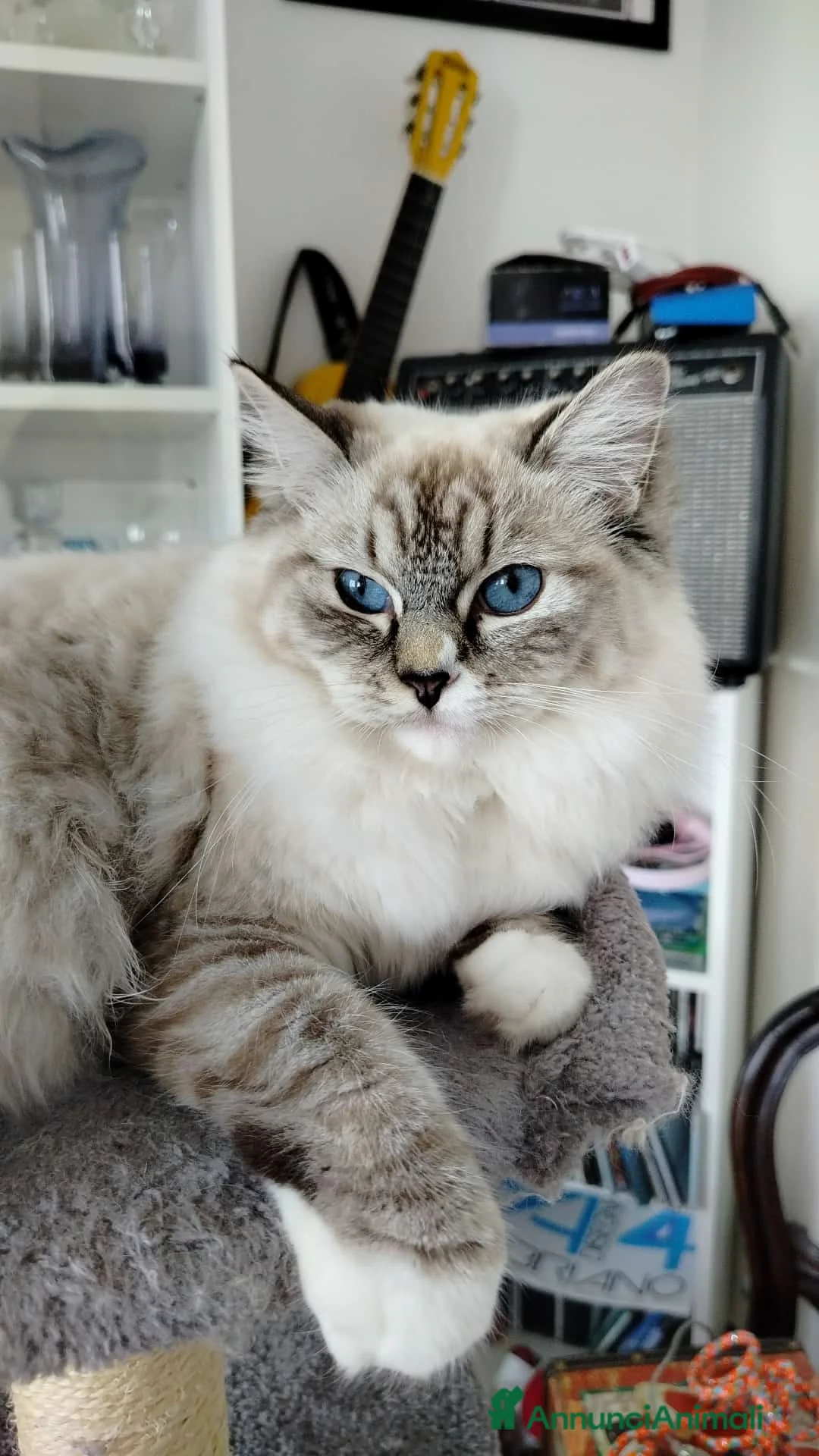 Ragdoll gatti in vendita: femmina ragdoll vendita - Annuncio 4