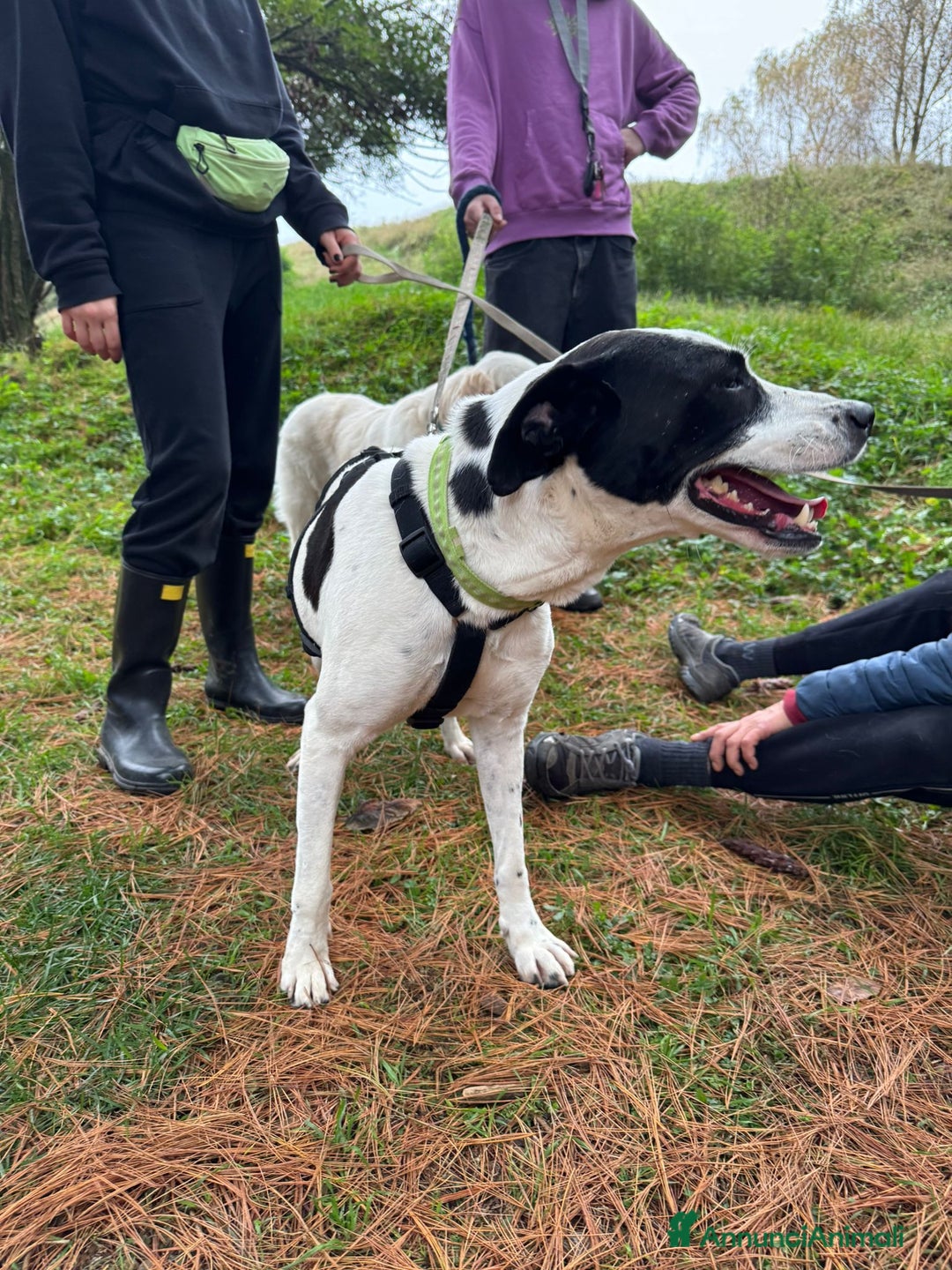 Meticcio cani in regalo: Splendida meticcia - BELLA - Annuncio 8