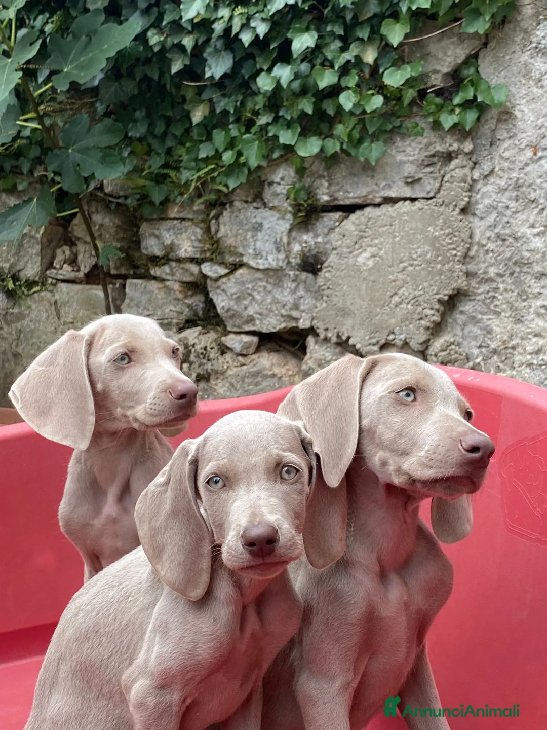 Weimaraner cani in vendita: Cuccioli Weimaraner - Annuncio 2