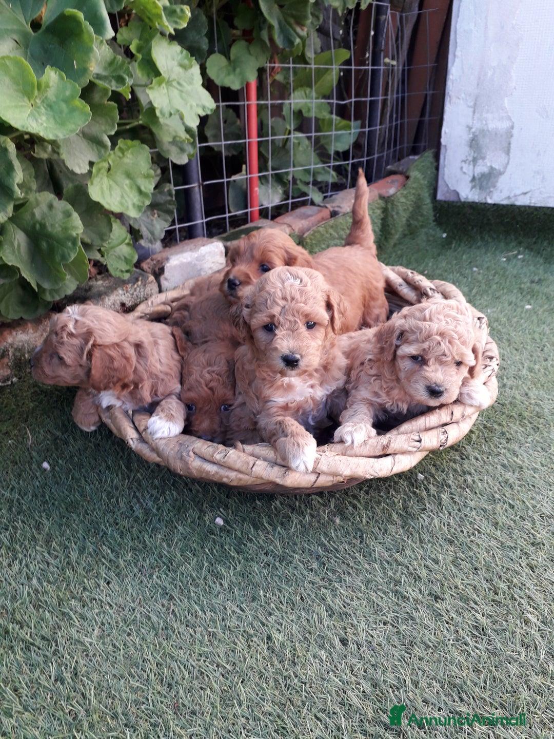 Meticcio cani in vendita: Maltipo  - Immagine 3