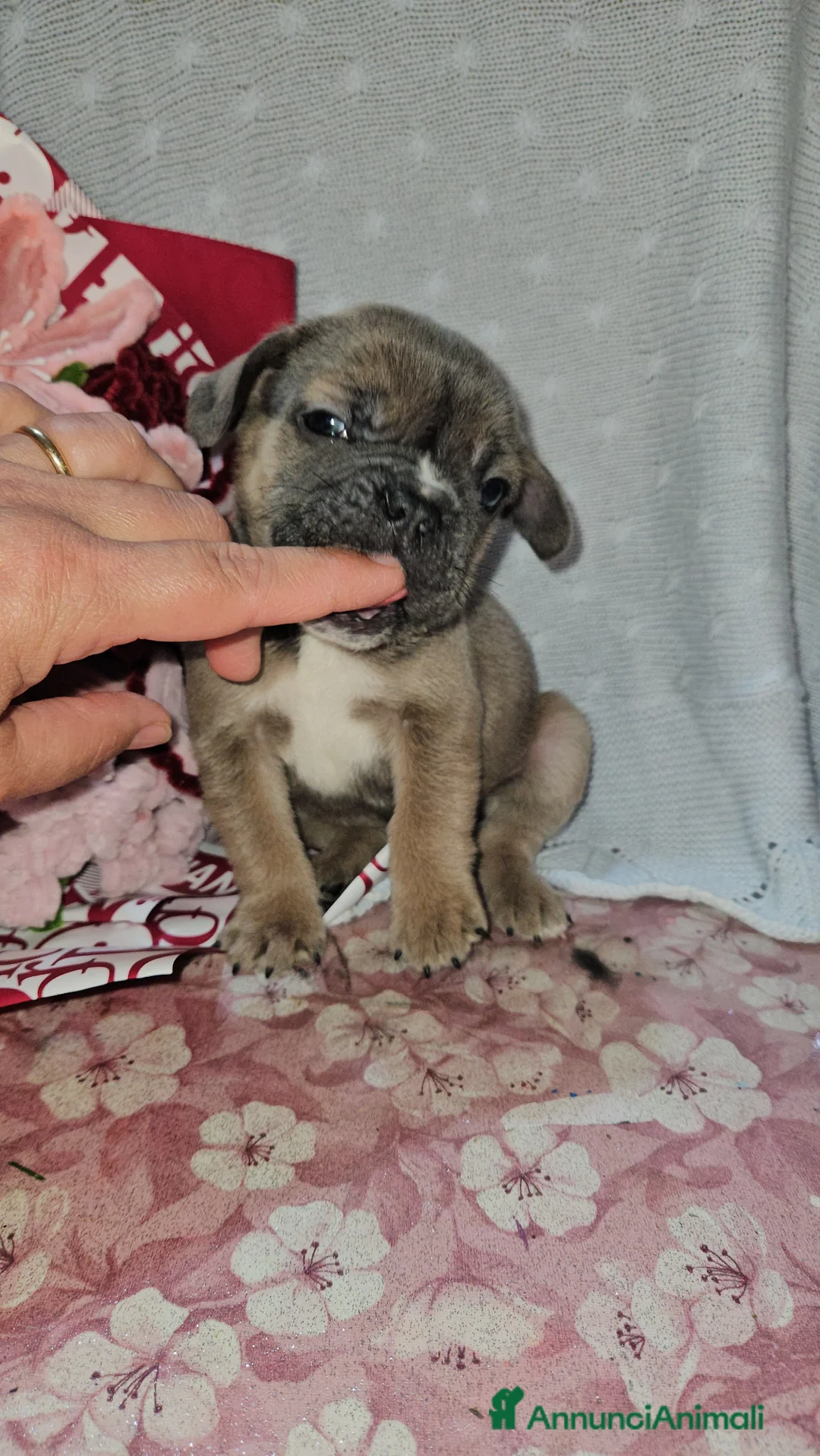 Bulldog Francese cani in vendita: Bulldog francese blue fawn - Annuncio 1