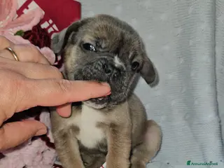 Bulldog Francese cani Bulldog francese blue fawn - Annuncio 1