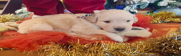 Golden Retriever cani in vendita: Golden cuccioli  - Annuncio 2
