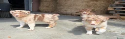 Australian Shepherd cani in vendita: Cuccioli Australian Shepherd - Annuncio 1
