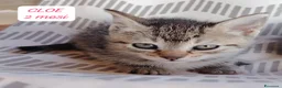 Altre razze gatti in regalo: Tanti gattini desiderosi di trovare famiglia  a Provincia di Bergamo - Annuncio 8