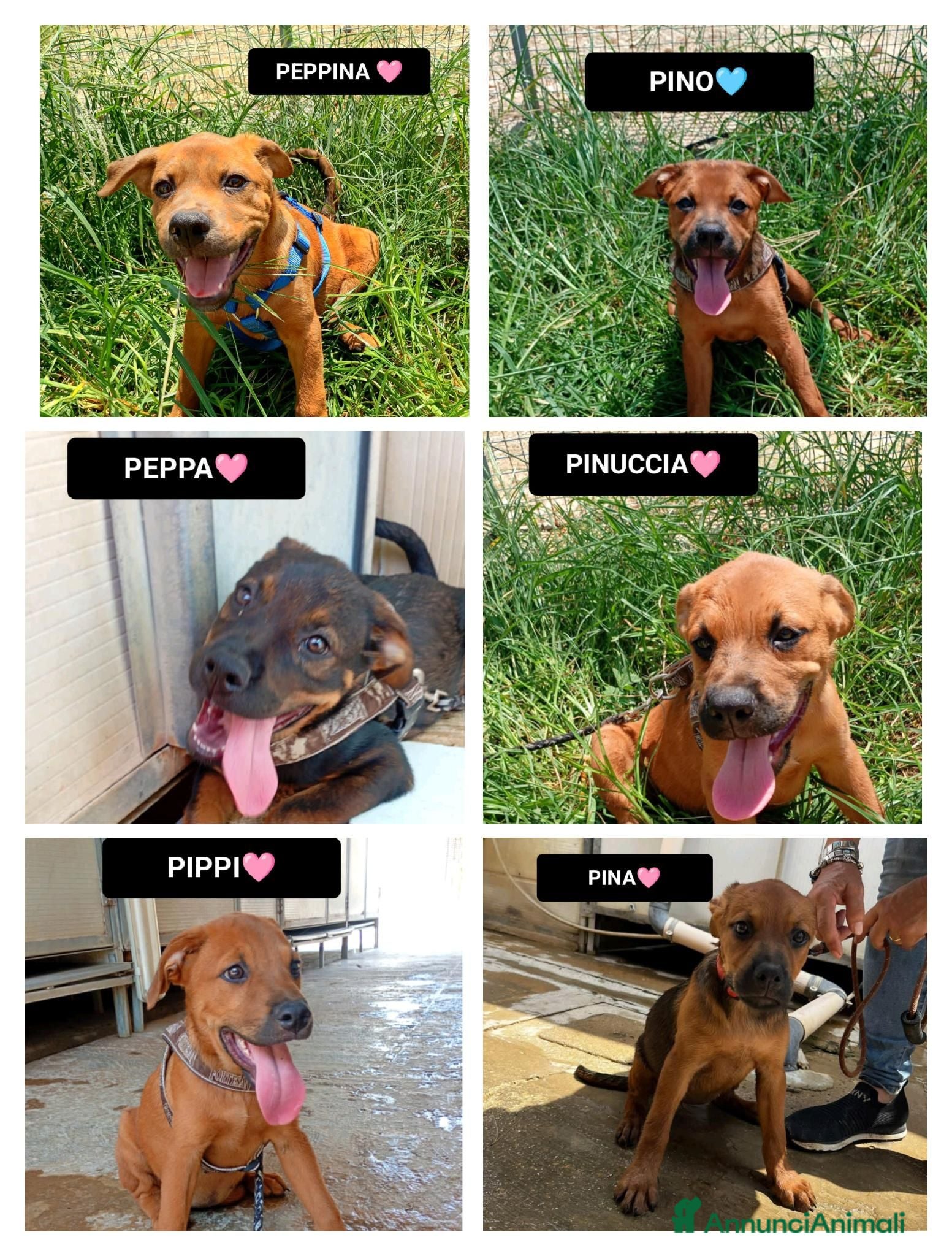 Meticcio cani PINO, PINA, PEPPINA, PINUCCIA, PIPPI, PEPPA - Annuncio 18