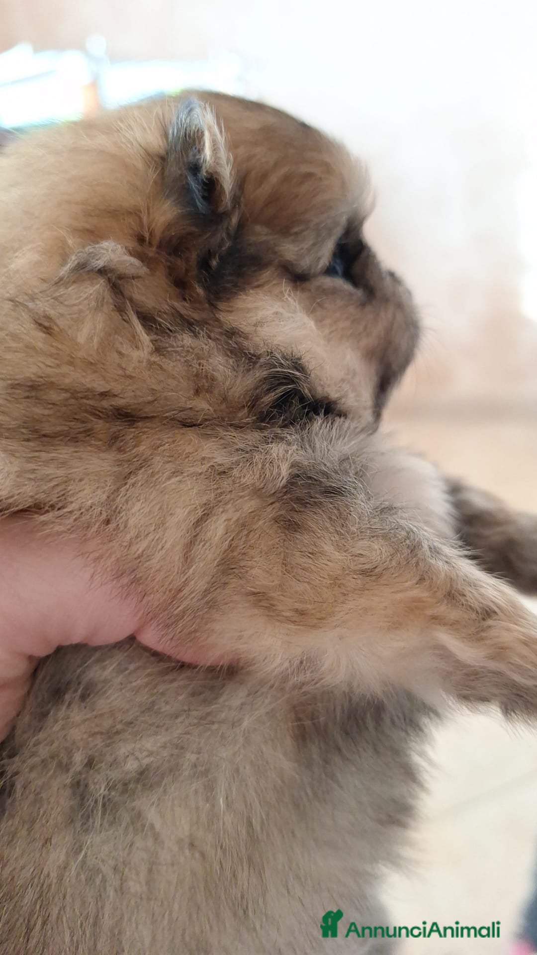 Volpino Pomerania cani Cuccioli di Spitz Tedesco Nano (Pomerania) - Annuncio 1