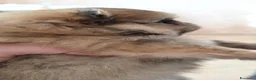 Volpino Pomerania cani in vendita: Cuccioli di Spitz Tedesco Nano (Pomerania) - Annuncio 1