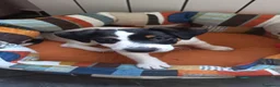 Jack Russell cani in vendita: Jack Russel - Annuncio 2