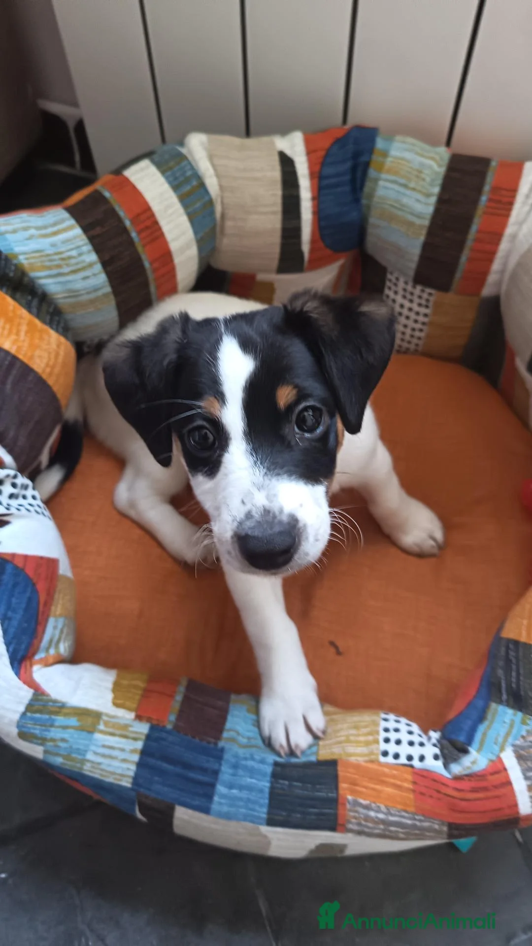 Jack Russell cani in vendita: Jack Russel - Annuncio 2