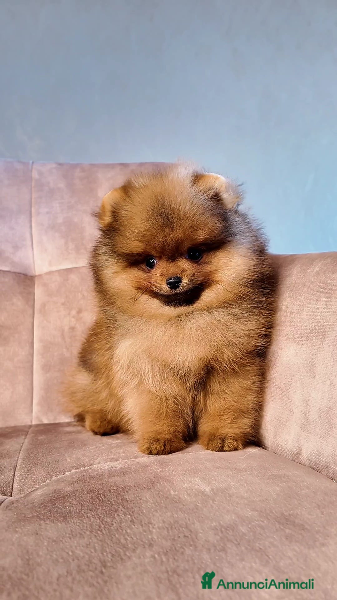 Volpino Pomerania cani Pomerania nano maschio - Annuncio 6