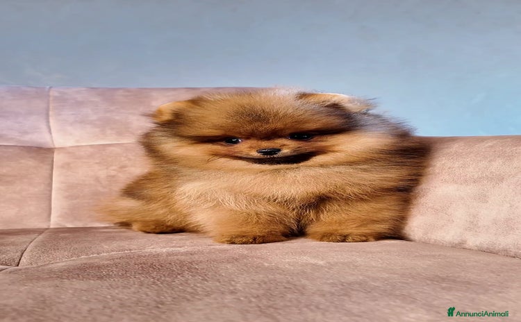 Volpino Pomerania cani - Annuncio 3