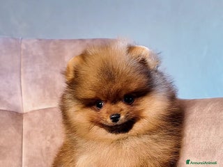 Volpino Pomerania cani Pomerania nano maschio - Annuncio 36