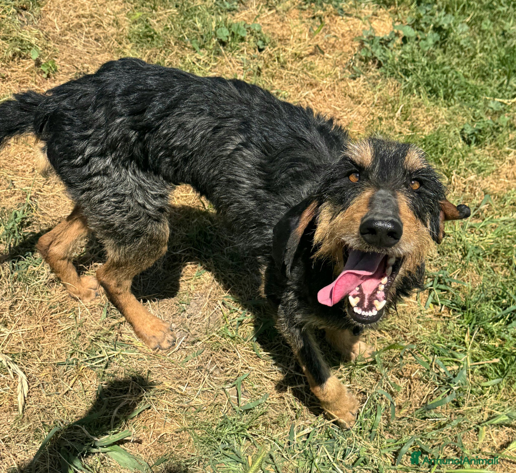 Segugio cani Aramis 5 anni segugio - Annuncio 1