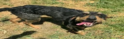 Segugio cani in regalo: Aramis 5 anni segugio - Annuncio 1
