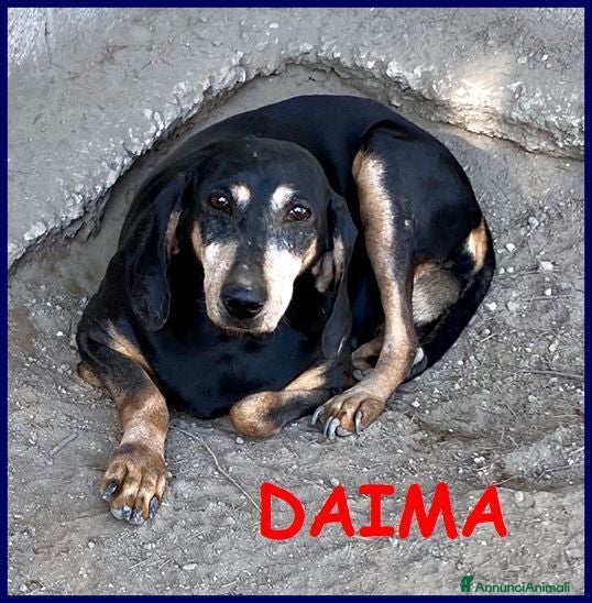 Meticcio cani DAIMA tranquilla e buona - Annuncio 18