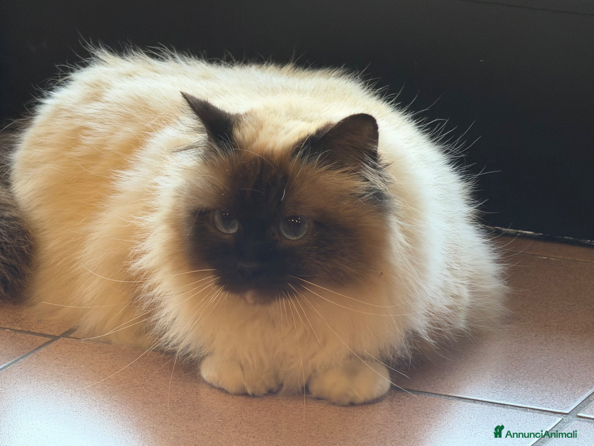 Sacro di Birmania gatti Cuccioli sacro di Birmania  - Annuncio 34