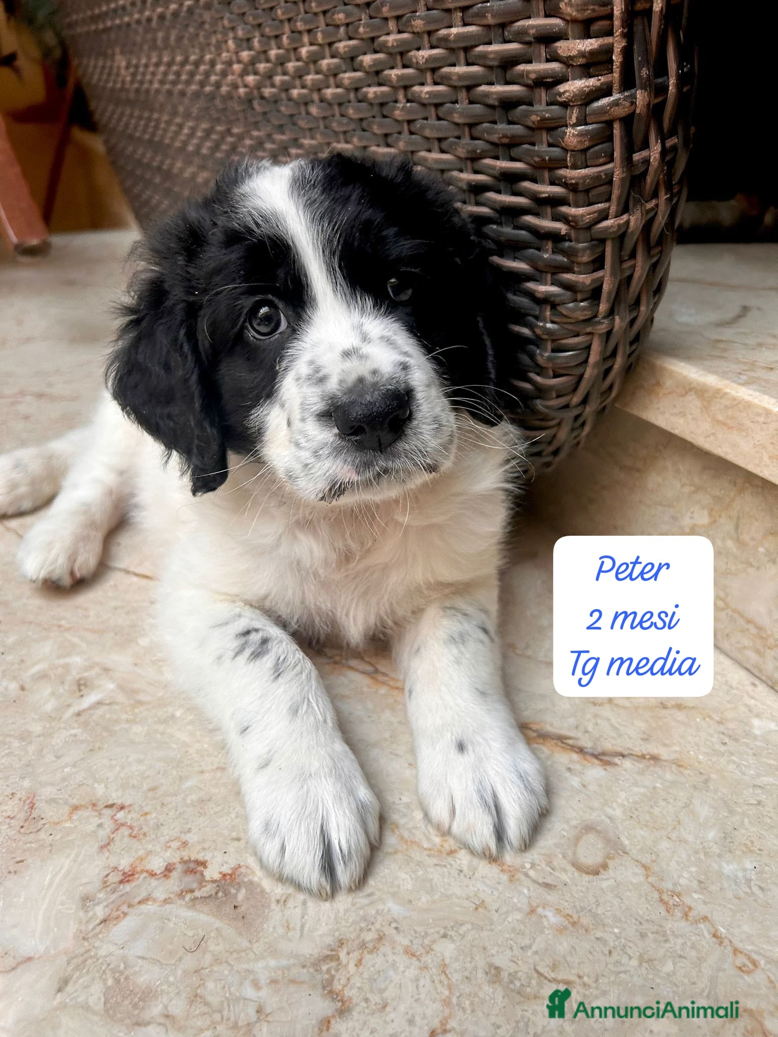 Meticcio cani Adotta un cucciolo senza casa  - Annuncio 1