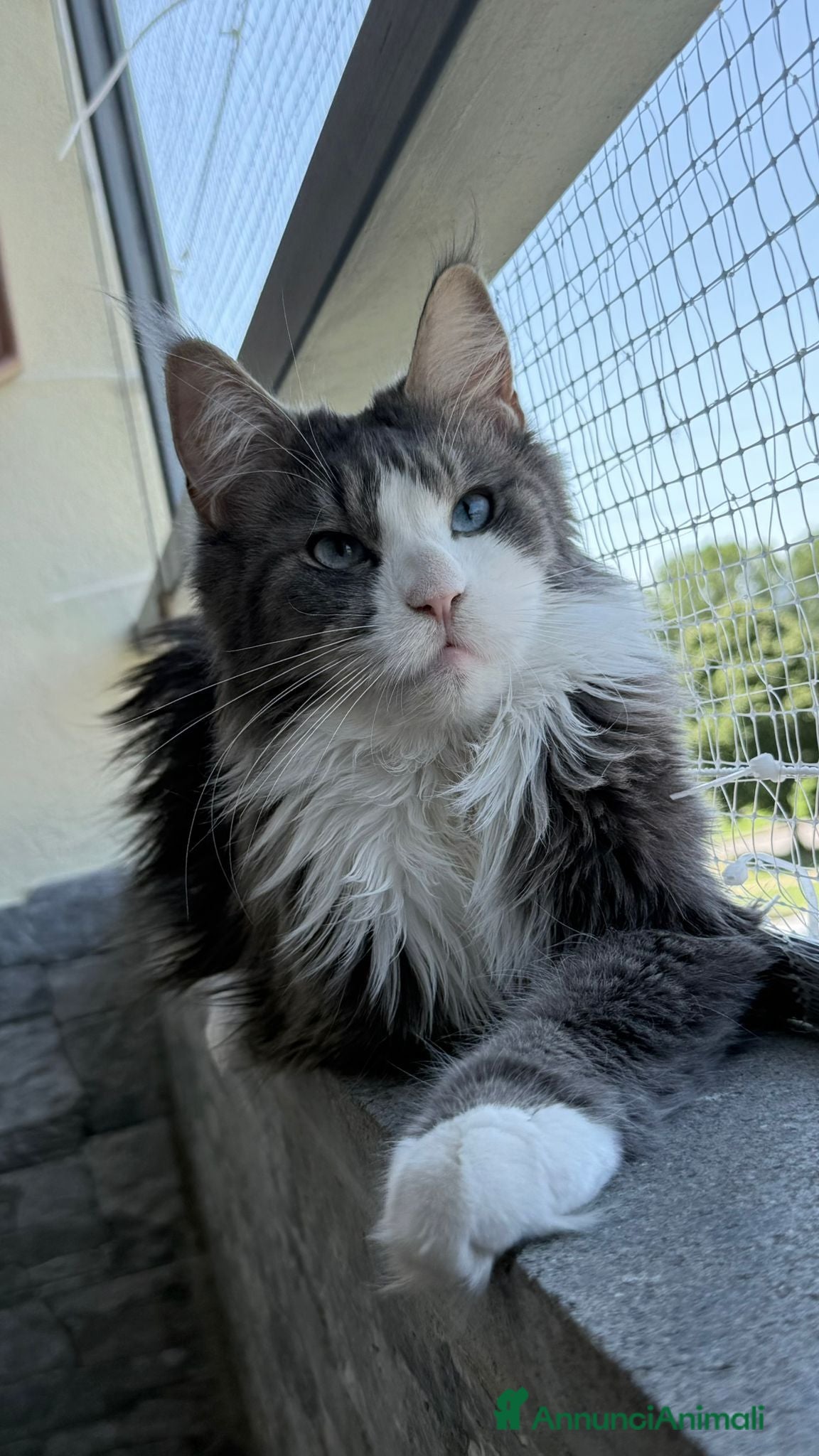 Maine Coon gatti Da Leo e alaska 5  fantastici cuccioli!!! - Annuncio 1