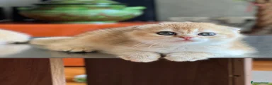 Stella