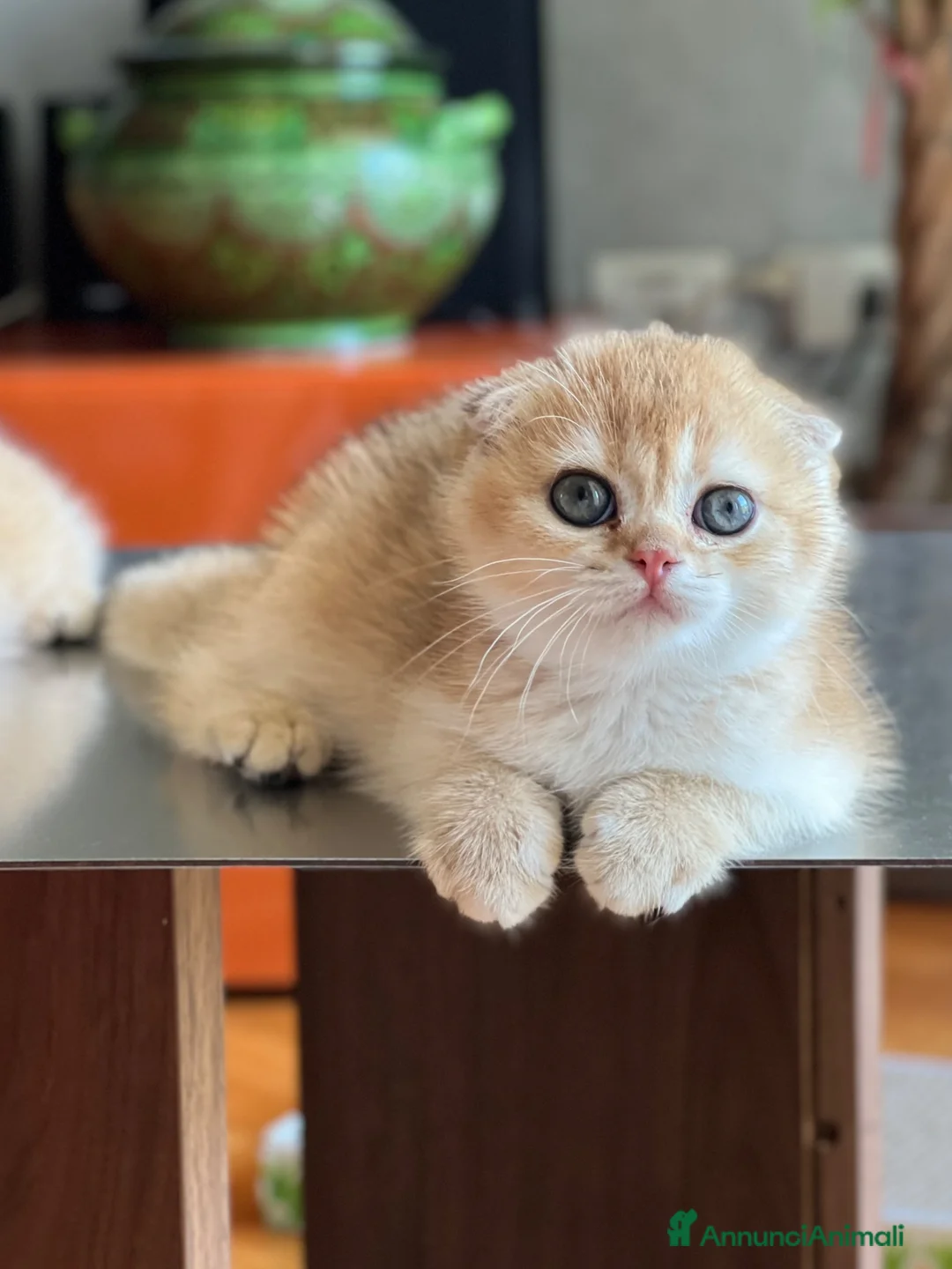 Scottish gatti in vendita: Cucciola di Scottish Fold colore biscotto chiaro - Annuncio 2