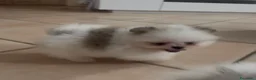 Volpino Pomerania cani in vendita: Cuccioli volpino di pomerania a Città metropolitana di Roma Capitale - Annuncio 5