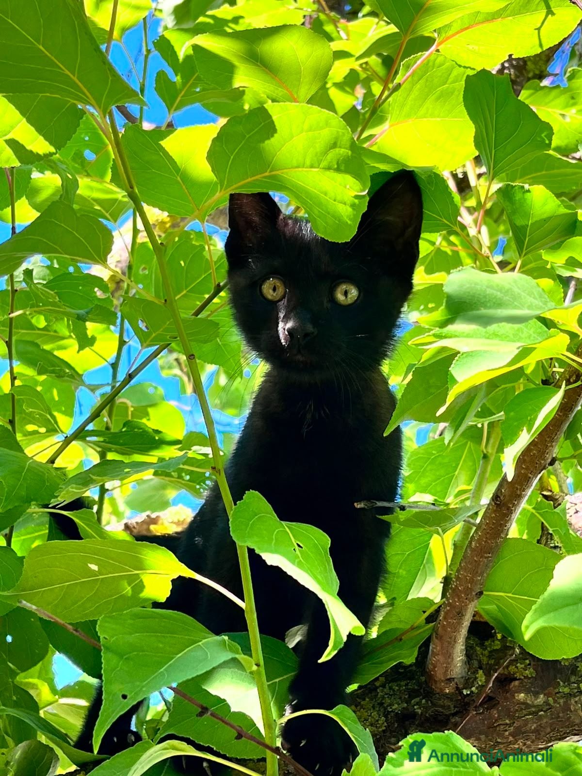 Altre razze gatti Cerco casa a questo gattino  - Annuncio 5