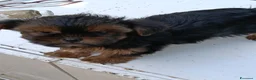 Yorkshire cani in vendita: CHICA - Annuncio 8