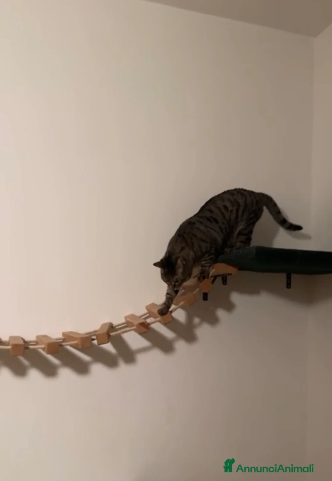 Meticcio gatti in regalo: Micia dolcissima  - Annuncio 3