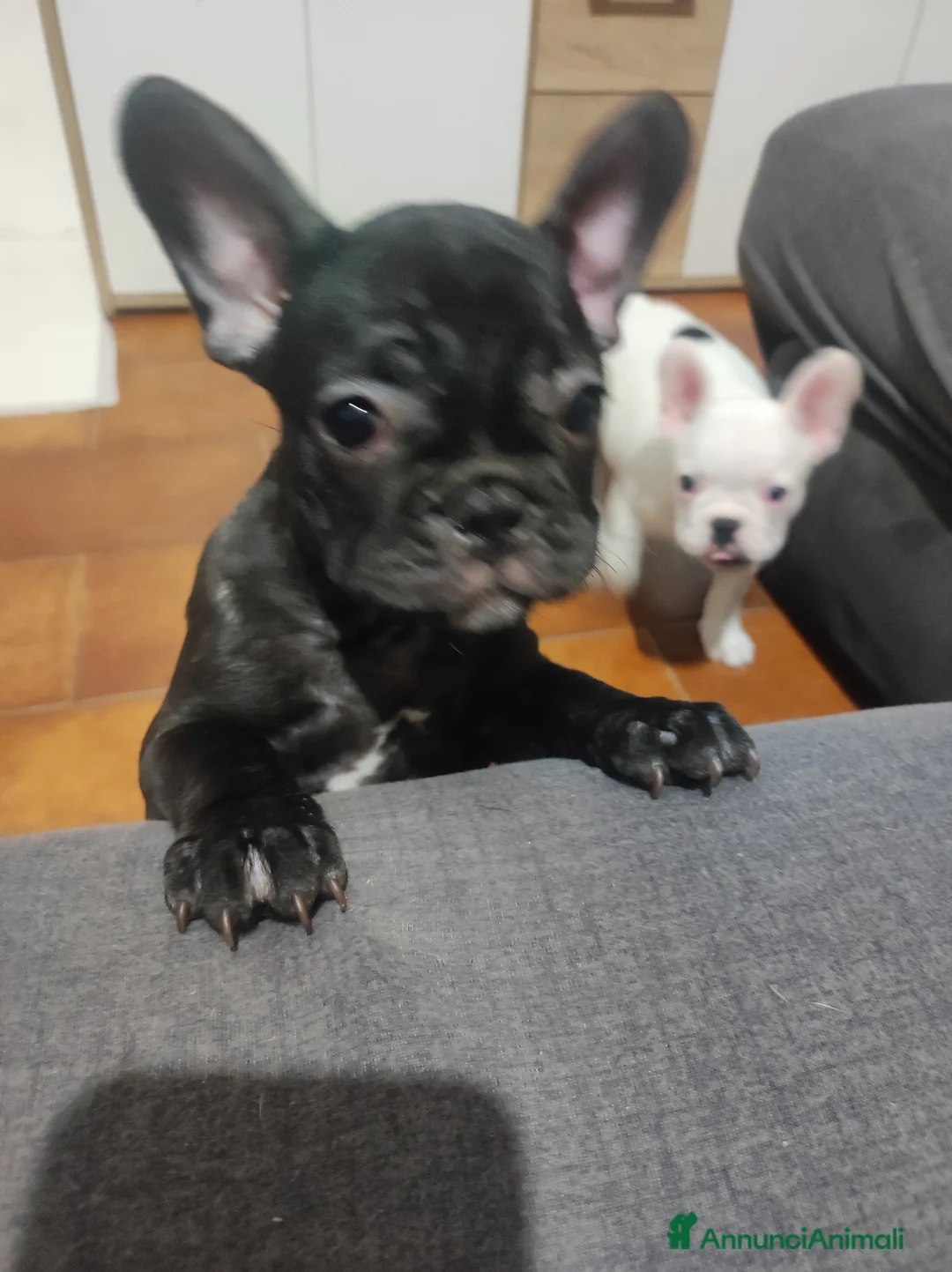 Bulldog Francese cani in vendita: Cuccioli di bulldog francese  - Annuncio 2