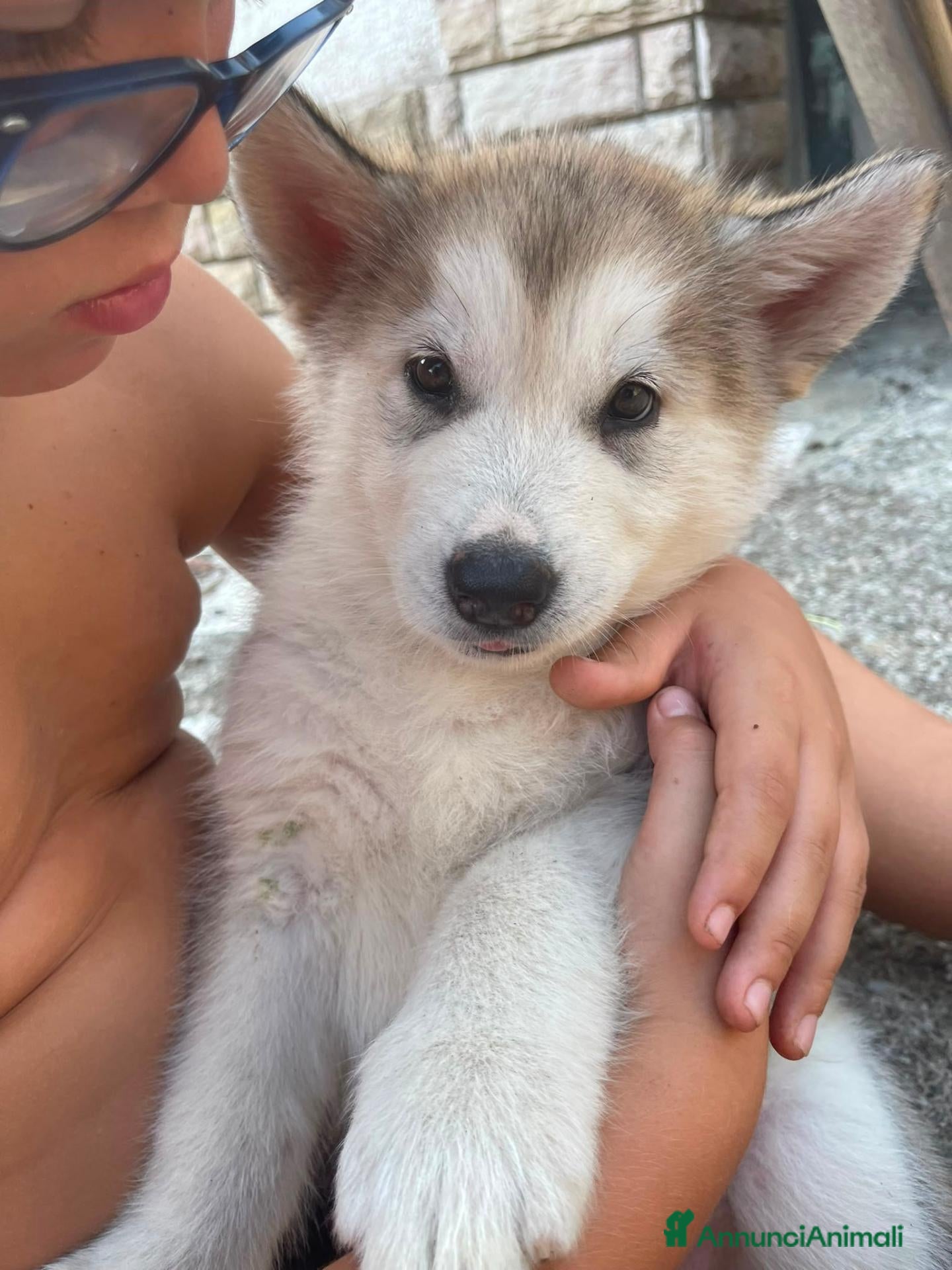 Alaskan Malamute cani cucciolata di Alaskan Malamute - Annuncio 1