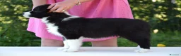 Border Collie cani in vendita: Cuccioli di Border Collie, linea da bellezza a Provincia autonoma di Bolzano - Alto Adige - Annuncio 10