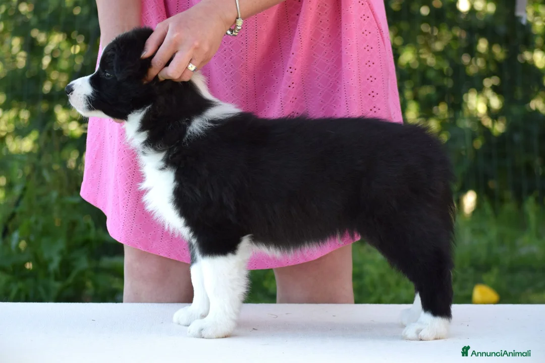 Border Collie cani in vendita: Cuccioli di Border Collie, linea da bellezza a Provincia autonoma di Bolzano - Alto Adige - Annuncio 10