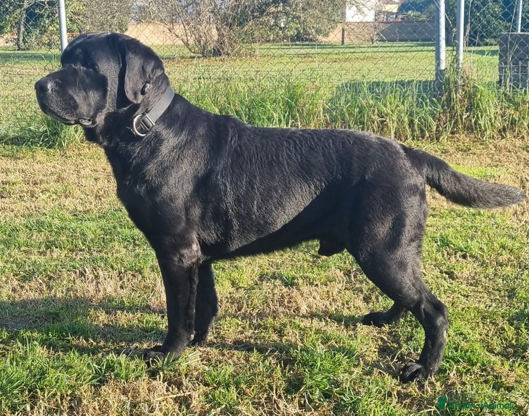 Labrador cani in regalo: Regalo maschio di Labrador Retriever  - Annuncio 3