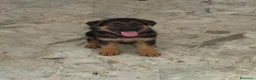 Pastore Tedesco cani in vendita: Pastore tedesco  a Città Metropolitana di Napoli - Annuncio 4