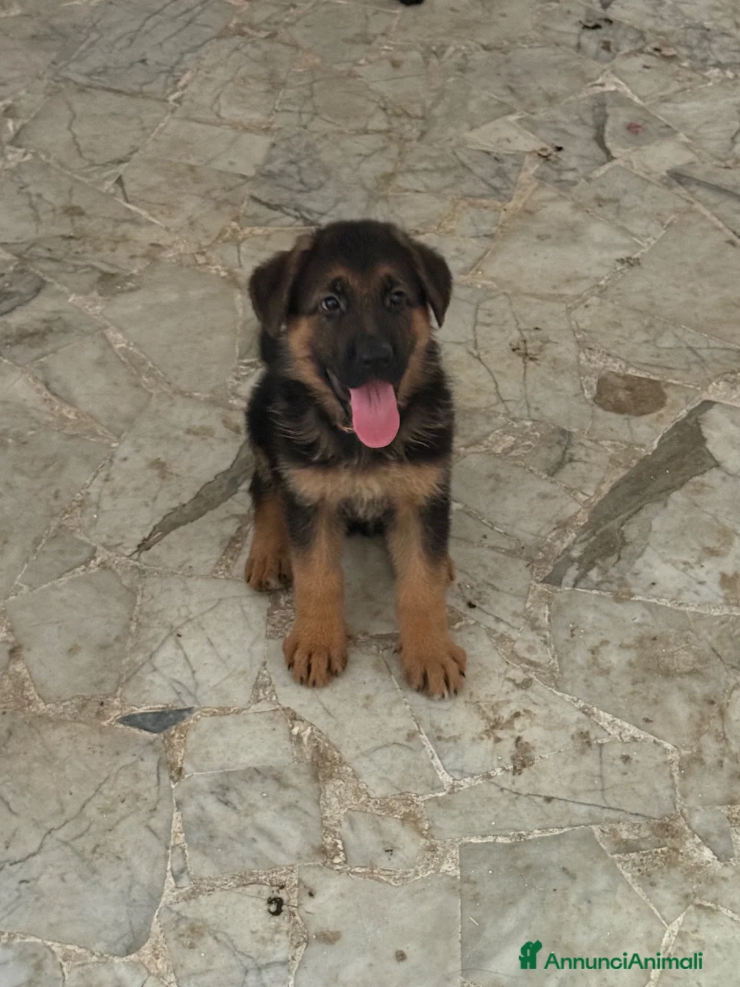 Pastore Tedesco cani in vendita: Pastore tedesco  a Città Metropolitana di Napoli - Annuncio 4