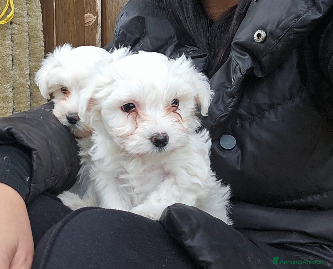 Maltese cani in vendita: Adorabili Cuccioli di Maltese  - Annuncio 3