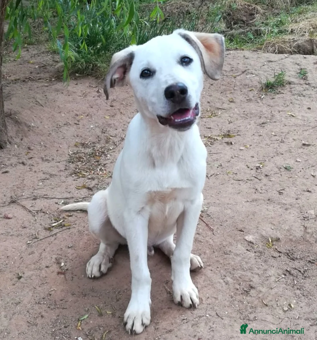 Meticcio cani in regalo: BRANDO CUCCIOLO MIX LABRADORINO a Città Metropolitana di Bologna - Annuncio 5