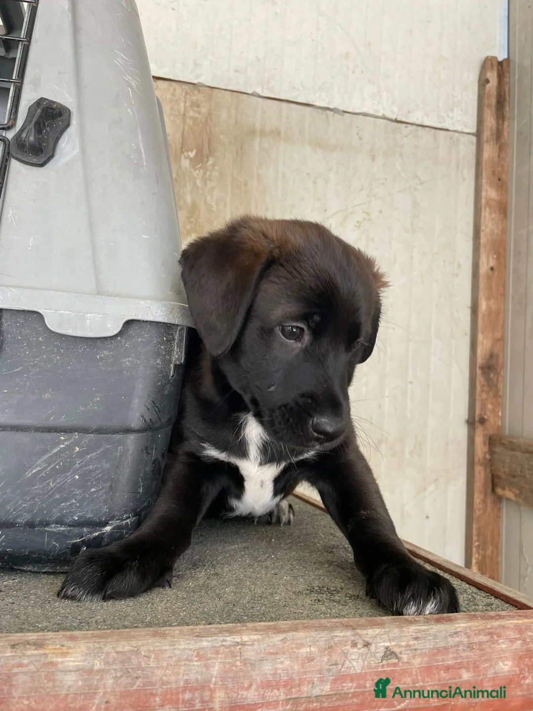 Labrador cani in regalo: ADOTTA QUESTO BELLISSIMO CUCCIOLO SIMIL LABRADOR - Annuncio 6