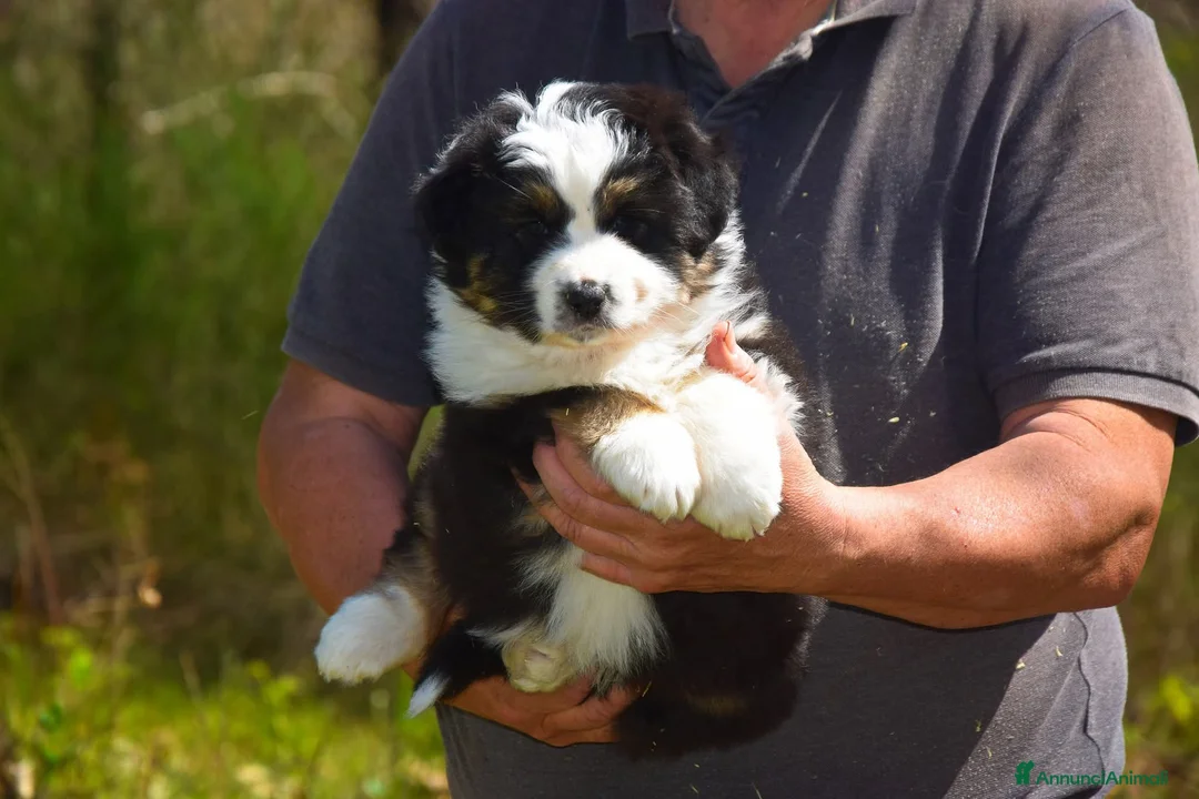 Australian Shepherd cani in vendita: Cuccioli di pastore australiano  - Annuncio 1