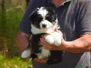 Australian Shepherd cani Cuccioli di pastore australiano - Annuncio 8