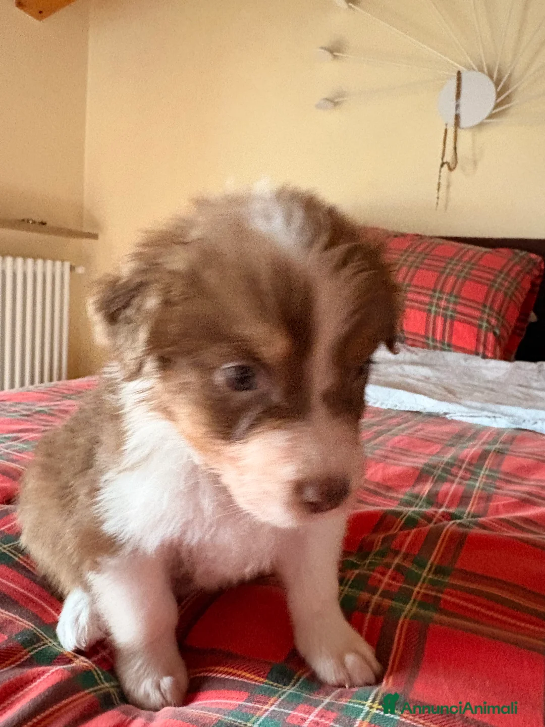 Australian Shepherd cani in vendita: Pastore australiano  - Annuncio 4