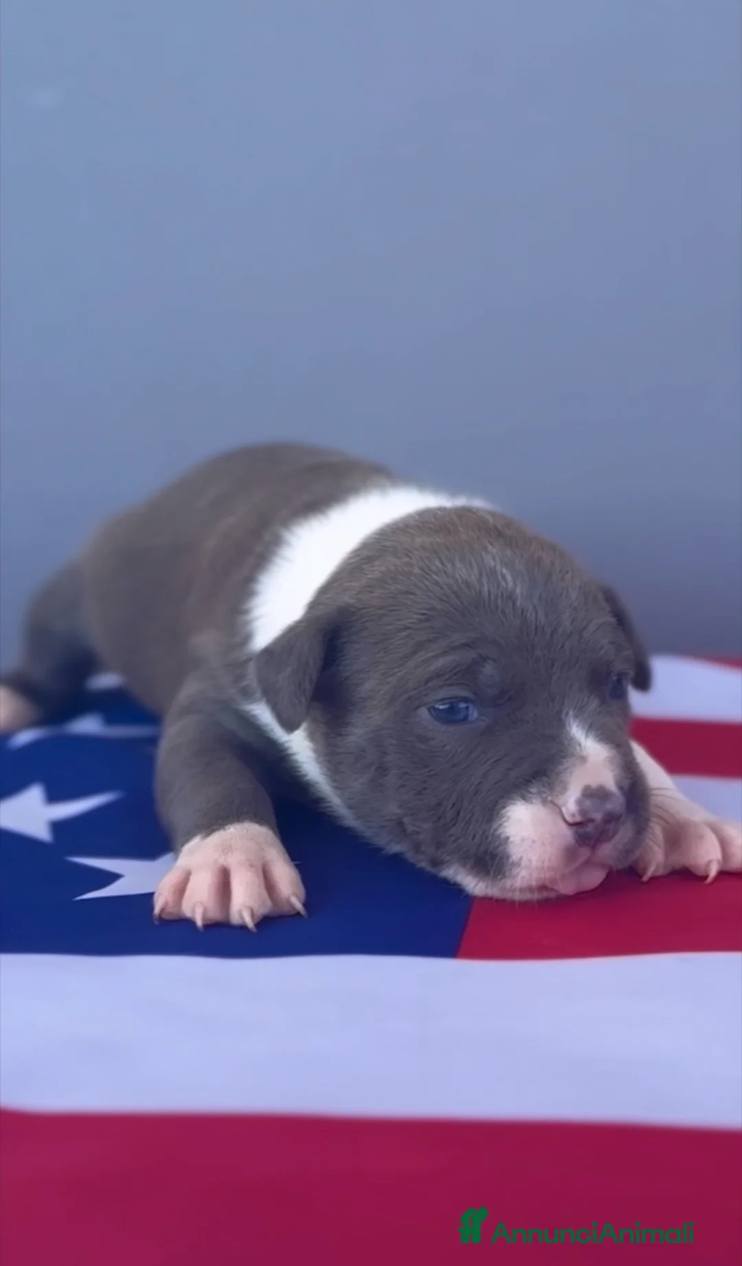American Staffordshire cani in vendita: Amstaff cuccioli Blu  - Annuncio 2