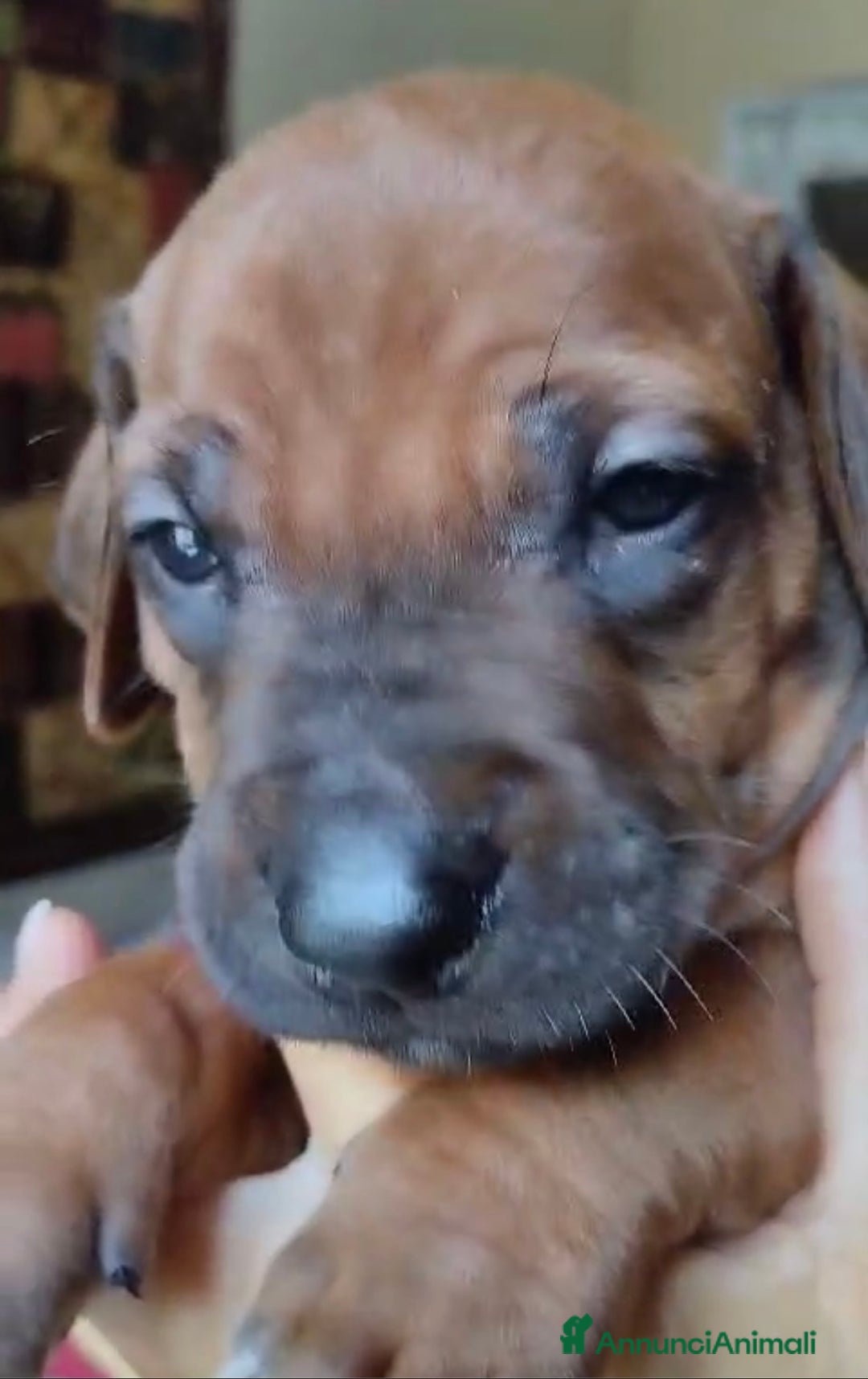 Rhodesian Ridgeback cani in vendita: Rhodesian Ridgeback cuccioli  - Annuncio 10