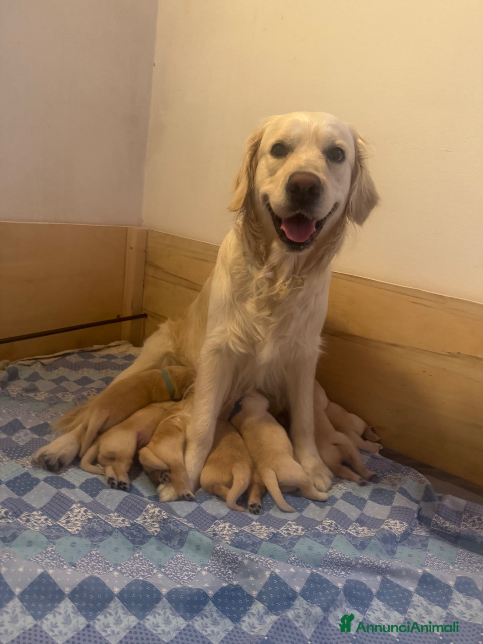 Golden Retriever cani Cuccioli di Golden Retriever  - Annuncio 4